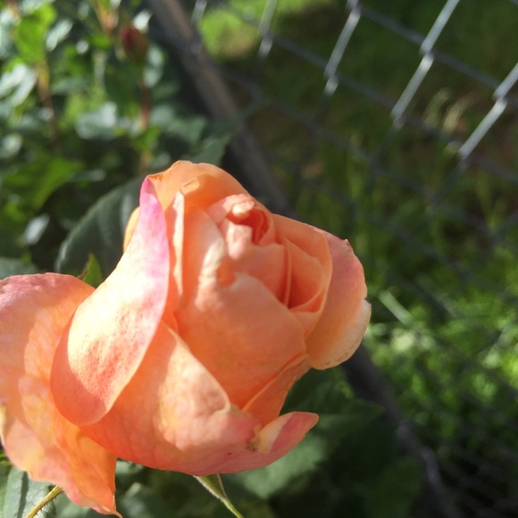 Meet your Posher, Teeonta - Picture 1 of 1